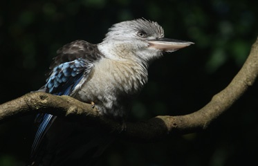 Blue-winged cookabarra